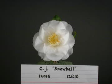 Camellia japonica 'Snow Bell'