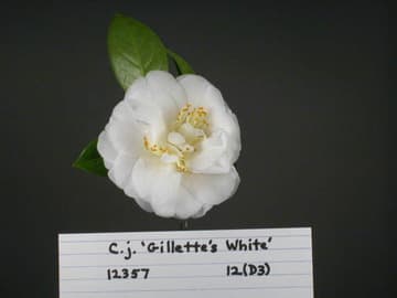 Camellia japonica 'Gillette's White'