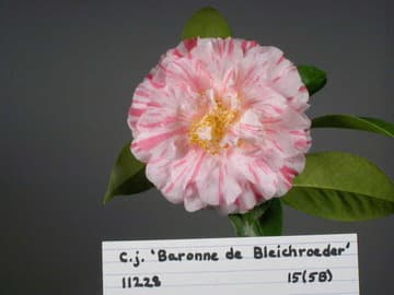 Camellia japonica 'Baronne de Bleichroeder'