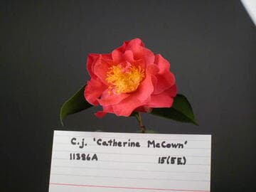 Camellia japonica 'Catherine McCown'