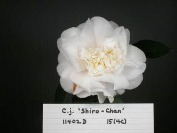 Camellia japonica 'Shiro Chan'