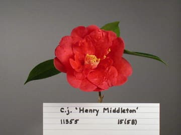Camellia japonica 'Henry Middleton'