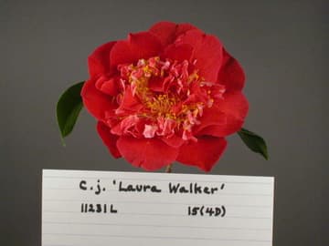 Camellia japonica 'Laura Walker'