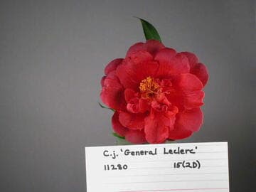 Camellia japonica 'General Leclerc'