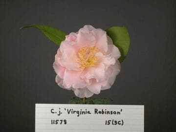Camellia japonica 'Virginia Robinson'