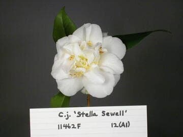 Camellia japonica 'Stella Sewell'