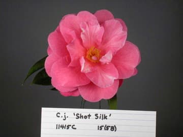Camellia reticulata 'Dayinhong'