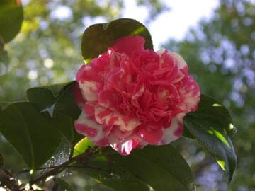 Camellia japonica 'Camden Park'
