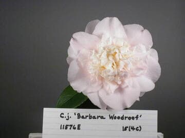 Camellia japonica 'Barbara Woodroof'