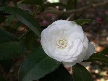 Camellia japonica 'Thomas D. Pitts'