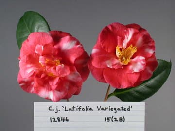 Camellia japonica 'Latifolia Variegated'