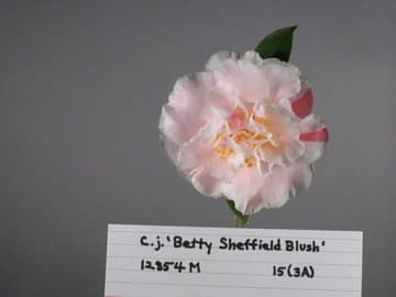 Camellia japonica 'Betty Sheffield Blush'