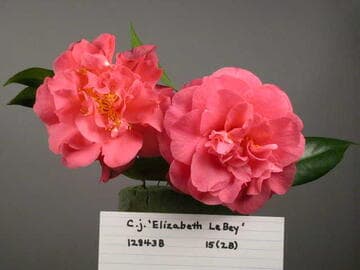 Camellia japonica 'Elizabeth Le Bey'