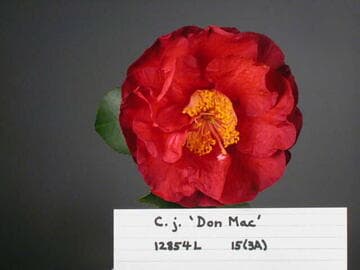 Camellia japonica 'Don-Mac'