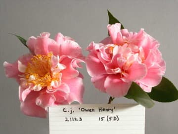 Camellia japonica 'Owen Henry'