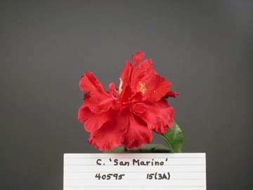 Camellia 'San Marino'