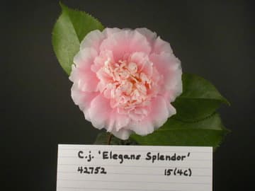 Camellia japonica 'Elegans Splendor'