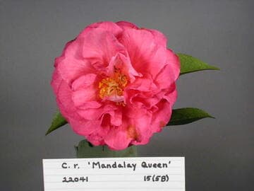 Camellia reticulata 'Mandalay Queen'