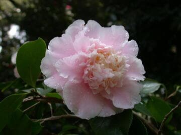 Camellia japonica 'Elegans Splendor'