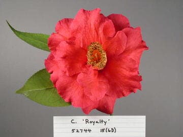 Camellia 'Royalty'