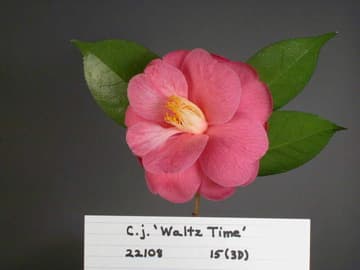 Camellia x williamsii 'Waltz Time'