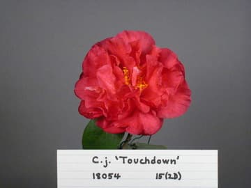 Camellia japonica 'Touchdown'