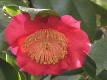 Camellia japonica 'Jitsugetsusei' (Host of Heaven)