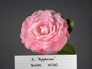 Camellia japonica cv.