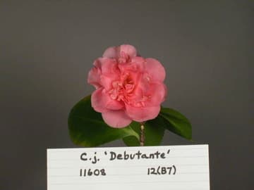 Camellia japonica 'Debutante'
