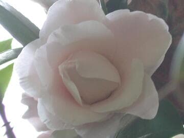 Camellia japonica 'Marjorie Magnificent'