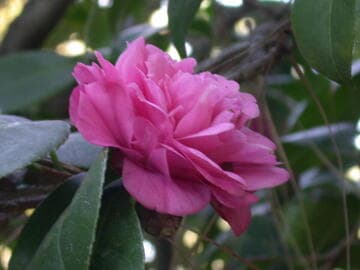 Camellia japonica 'Duc de Brabant'