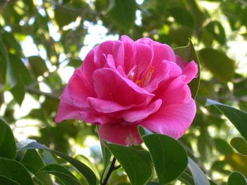 Camellia japonica 'Regina dei Giganti'