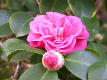 Camellia japonica 'Madame Lebois'