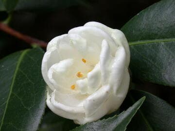 Camellia japonica 'Snow Maiden'