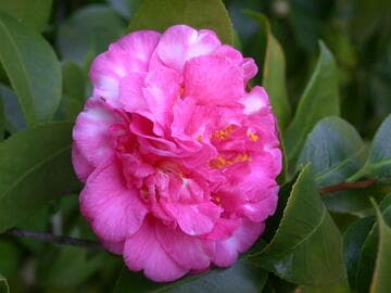 Camellia japonica 'Baronne de Bleichroeder'