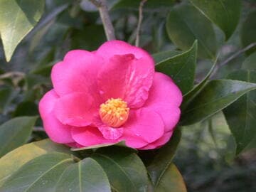 Camellia japonica 'Gilbert Fisher'