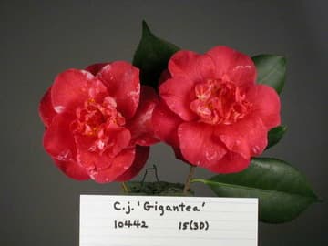 Camellia japonica 'Gigantea'