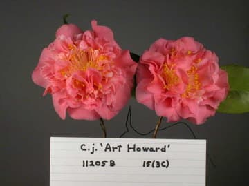 Camellia japonica 'Art Howard'