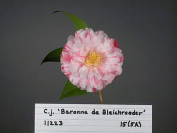 Camellia japonica 'Baronne de Bleichroeder'