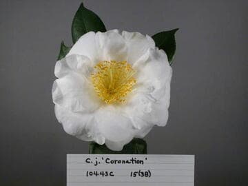 Camellia japonica 'Coronation (US)'