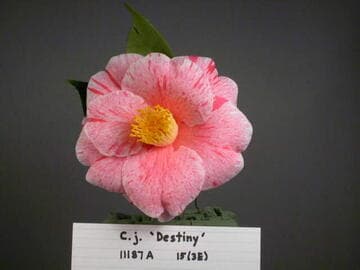 Camellia japonica 'Destiny'