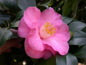 Camellia japonica 'Sweet Young Thing'