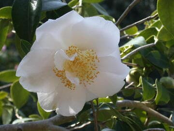 Camellia japonica 'Alice Morrison'