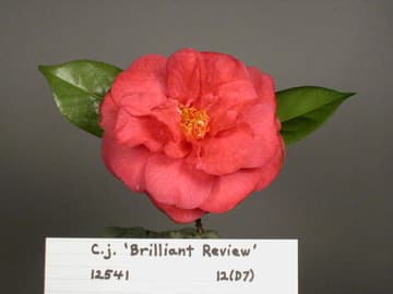 Camellia japonica 'Brilliant Review'