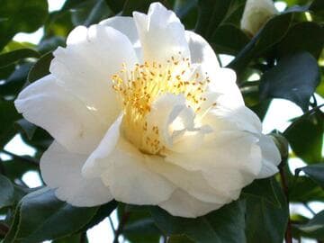 Camellia japonica 'Stella Sewell'