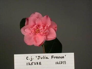 Camellia japonica 'Julia France'