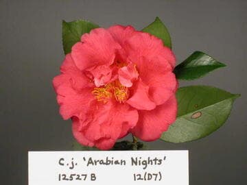 Camellia japonica 'Arabian Nights'