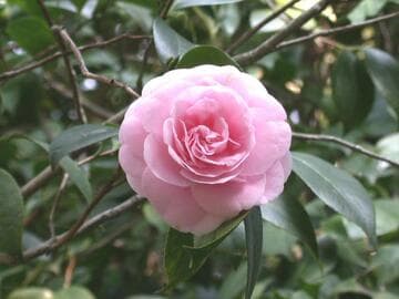 Camellia japonica 'Anna Jane'