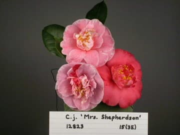 Camellia japonica 'Mrs. Shepherdson'