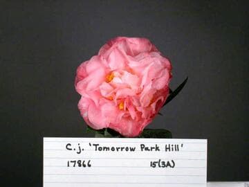 Camellia japonica 'Tomorrow Park Hill'